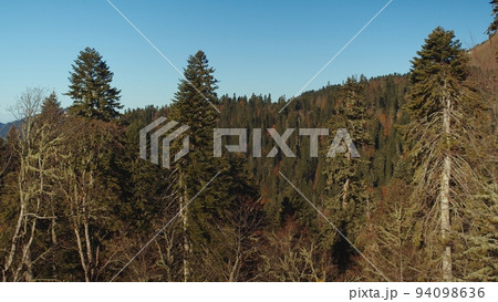 Beautiful view of the autumn forest under the sky with no clouds. there are forested mountain peaks over the colourful trees. Beautiful view of the autumn forest under the sky with no clouds. there are forested mountain peaks over the colourful trees. 94098636
