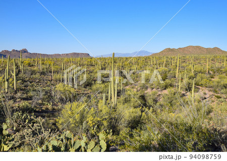 サワロ国立公園のサボテン（アリゾナ州、アメリカ） 94098759