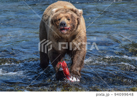 鮭を食べるカトマイ国立公園のハイイログマ（アラスカ州、アメリカ） 94099648