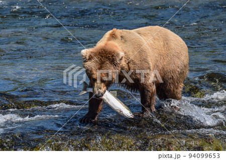 鮭を食べるカトマイ国立公園のハイイログマ（アラスカ州、アメリカ） 94099653
