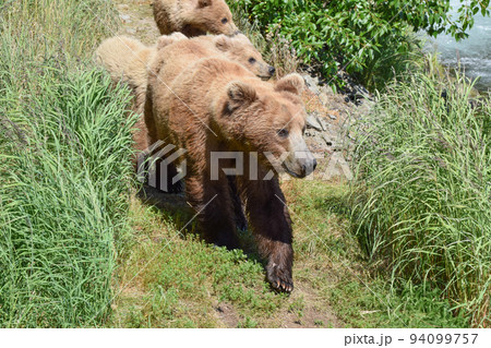 カトマイ国立公園のハイイログマの親子(アラスカ州、アメリカ) カトマイ国立公園のハイイログマの親子(アラスカ州、アメリカ) 94099757