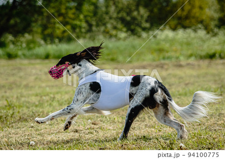 Saluki dog running fast and chasing lure across green field at dog racing competion Saluki dog running fast and chasing lure across green field at dog racing competion 94100775