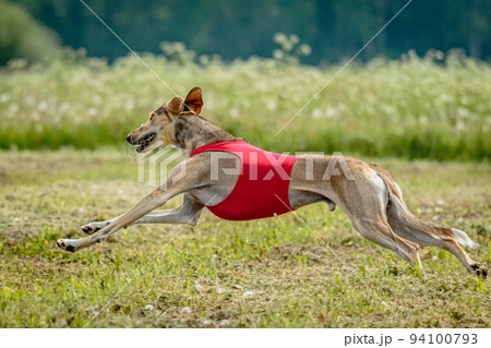 Saluki dog in red shirt running and chasing lure in the field on coursing competition Saluki dog in red shirt running and chasing lure in the field on coursing competition 94100793