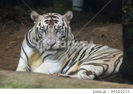 Close up white tiger is sit down and rest on floor Close up white tiger is sit down and rest on floor 94101215