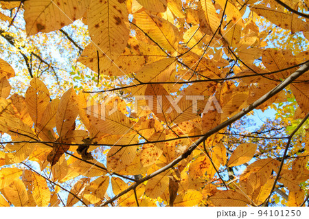 黄色に紅葉したブナの葉 94101250