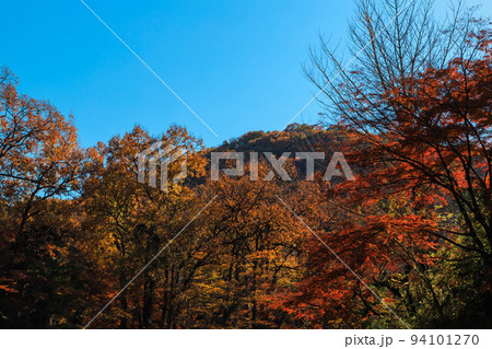 埼玉県嵐山渓谷の紅葉した木々 94101270