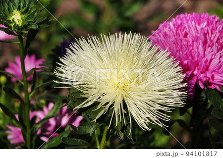 Aster flowers close up 94101817