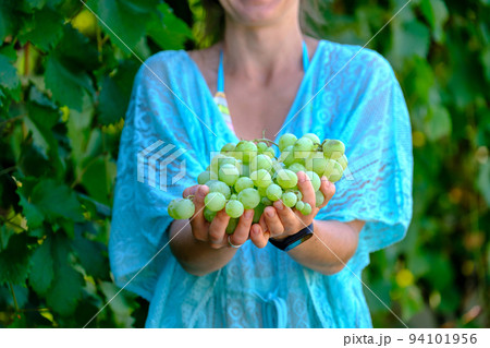Grapes harvest. Farmers hands with freshly harvested white grapes. Grapes harvest. Farmers hands with freshly harvested white grapes. 94101956