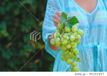 Farmers Hands with Freshly Harvested white grapes. Farmer Hands Picking Grape. Farmers Hands with Freshly Harvested white grapes. Farmer Hands Picking Grape. 94101957