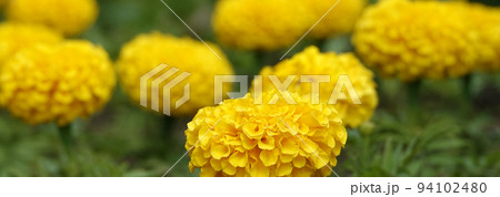 Flowers Marigolds Fantastic close-up very delicate and beautiful Flowers Marigolds Fantastic close-up very delicate and beautiful 94102480