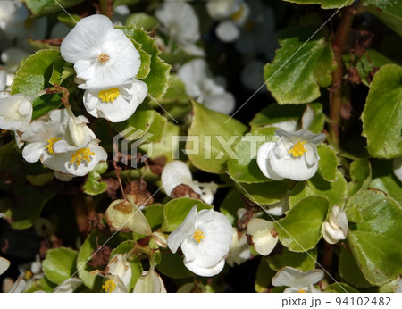 Begonia blooms in spring with very delicate flowers 94102482