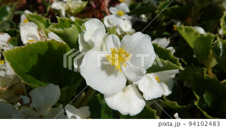 Begonia blooms in spring with very delicate flowers 94102483