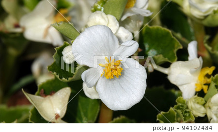 Begonia blooms in spring with very delicate flowers Begonia blooms in spring with very delicate flowers 94102484