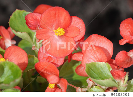 Flowers Everflowering begonia is an annual herbaceous plant, a species of the genus Marigold, family Asteraceae or Compositae. Flowers Everflowering begonia is an annual herbaceous plant, a species of the genus Marigold, family Asteraceae or Compositae. 94102501