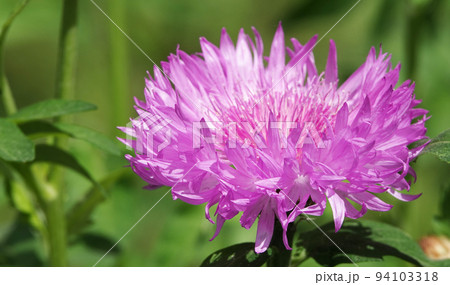 Cornflower Rough is a flower with beautiful delicate petals Cornflower Rough is a flower with beautiful delicate petals 94103318