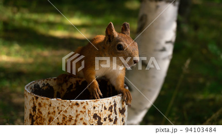 A fluffy squirrel sits on a pipe and looks around. Looking for a treat. Russia, Arkhangelsk 94103484