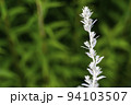 Artemisia ludoviciana copy spase. Vegetable background macro texture Photo of good quality 94103507