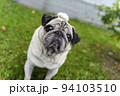 An old pug looking at the top in a green meadow. Good quality photos 94103510