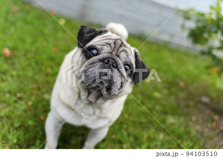 An old pug looking at the top in a green meadow. Good quality photos An old pug looking at the top in a green meadow. Good quality photos 94103510