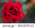 A red rose bud on a blurry dark green background 94103512