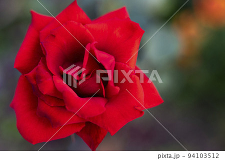 A red rose bud on a blurry dark green background A red rose bud on a blurry dark green background 94103512
