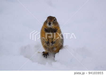 デナリ国立公園のホッキョクジリス（アラスカ州、アメリカ） 94103955