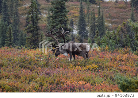 デナリ国立公園のトナカイ(アラスカ州、アメリカ) デナリ国立公園のトナカイ(アラスカ州、アメリカ) 94103972