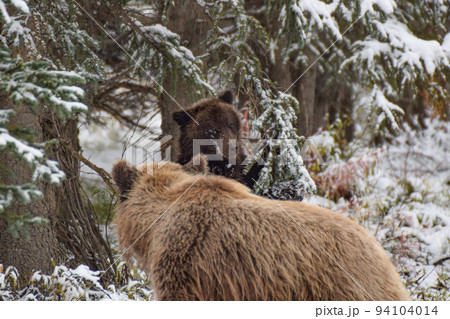 デナリ国立公園のハイイログマの子ども(アラスカ州、アメリカ) デナリ国立公園のハイイログマの子ども(アラスカ州、アメリカ) 94104014