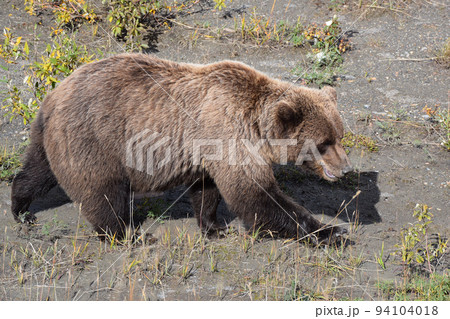 デナリ国立公園のハイイログマ（アラスカ州、アメリカ） 94104018