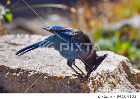 ロッキーマウンテン国立公園のステラーカケス(コロラド州、アメリカ) ロッキーマウンテン国立公園のステラーカケス(コロラド州、アメリカ) 94104103