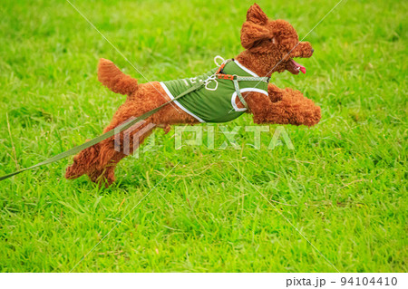 元気に走り廻るトイプードル 94104410