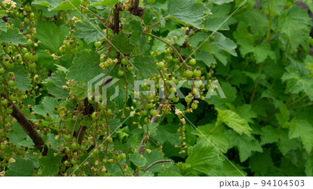 Bushes of red currant with ovaries of green berries. Just starting appear berries on the bush. Close up photo of leaves. Bushes of red currant with ovaries of green berries. Just starting appear berries on the bush. Close up photo of leaves. 94104503