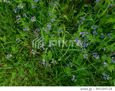 Green grass with Germander speedwell flowers. close photo. Background with yellow and green plants 94104518