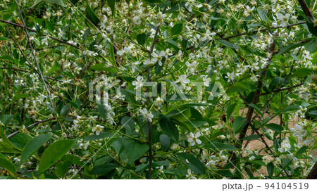 White cherry blossoms with a large number of small flowers against a green bush. Close up photo. 94104519