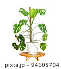 On a wicker round table near a pink curtain is a beautiful monstera flower in a pot isolated on a white background. Monstera deliciosa or Swiss cheese plant, tropical leaves. Houseplant care concept. 94105704