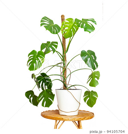 On a wicker round table near a pink curtain is a beautiful monstera flower in a pot isolated on a white background. Monstera deliciosa or Swiss cheese plant, tropical leaves. Houseplant care concept. 94105704