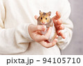 A cute fluffy golden hamster with a white tummy sits in the arms of a child in a light sweater and looks at the camera. Pet care concept, love for animals. Beautiful card with an animal theme. 94105710