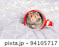 A cute fluffy golden hamster with black eyes sits in a red overturned cup and looks at the camera. Close up portrait of a Syrian hamster. Christmas gift, postcard. Love for pets. Copy space. 94105717