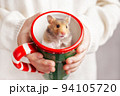 The child holds in his hands a Christmas mug, in which a cute golden hamster with black eyes sits and looks at camera. Close-up portrait of a Syrian hamster. Christmas gift, postcard. Love for pets. 94105720