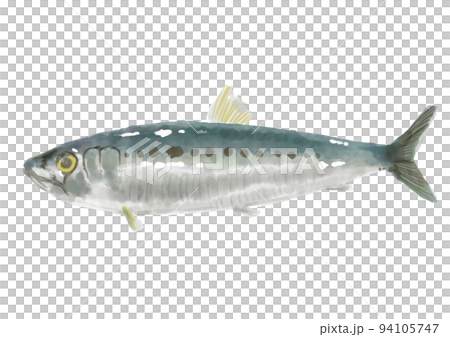 hand painted sardines 01 94105747