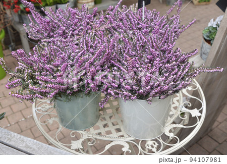 Flowers of pink Calluna vulgaris in pot 94107981