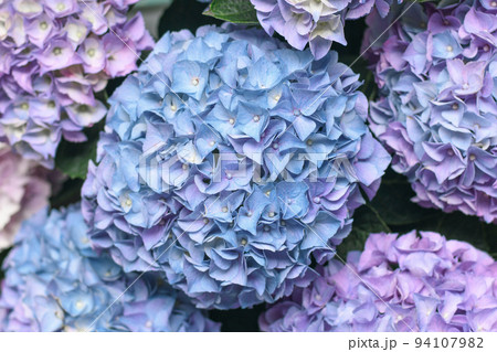 Background of a blue hydrangea flowers, Hortensia flower 94107982