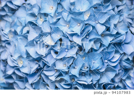 Background of a blue hydrangea flowers, Hortensia flower 94107983