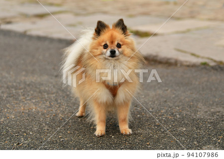 Pomeranian portrait dog. The orange fluffy dog 94107986
