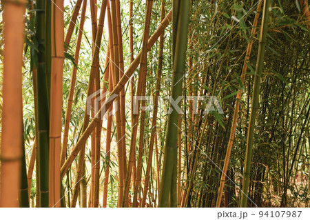 The bamboo branches in the tropical rainforest 94107987