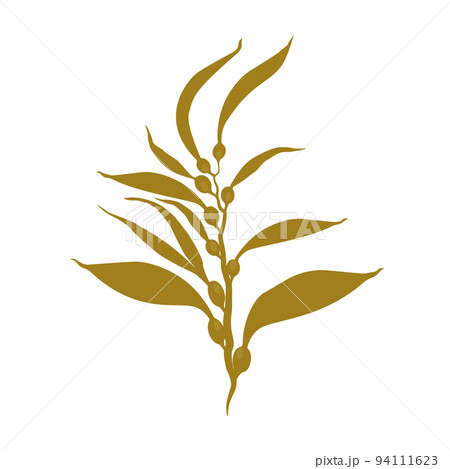 Seaweed. Isolated on white background.Collection of different aquatic plants. Vector illustration 94111623