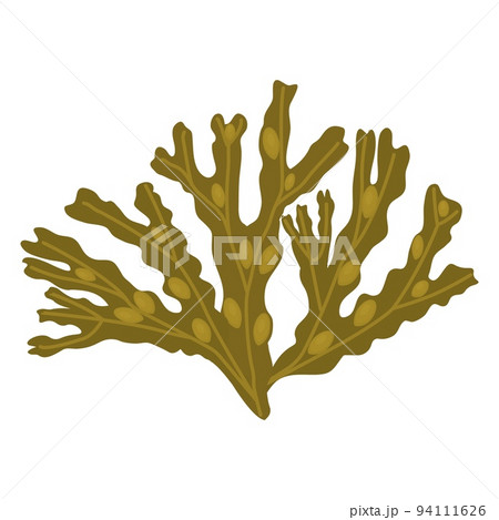 Algae fucus isolated on white Botanical drawing Vector illustration Algae fucus isolated on white Botanical drawing Vector illustration 94111626