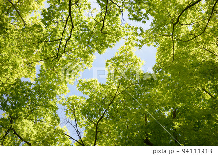 新緑のカーテン　葉模様 94111913