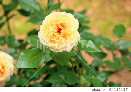 バラの花 キャラメルアンティーク バラの花 キャラメルアンティーク 94112137
