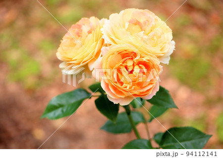 バラの花 キャラメルアンティーク バラの花 キャラメルアンティーク 94112141